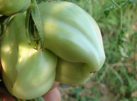 tomata diforma3 2013.08.22